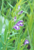 Scutellaria bushii thumbnail