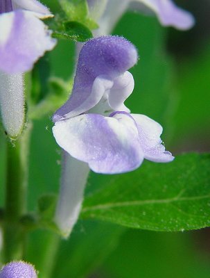 Scutellaria_elliptica_flower.jpg