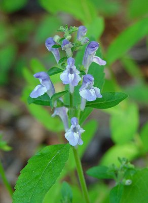 Scutellaria_elliptica_inflorescence.jpg