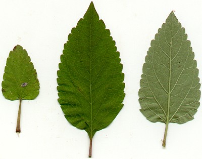 Scutellaria_elliptica_leaves.jpg