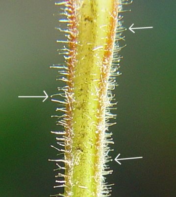 Scutellaria_elliptica_petiole.jpg