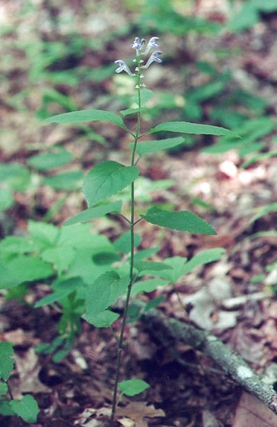 Scutellaria_elliptica_plant.jpg