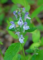 Scutellaria elliptica thumbnail