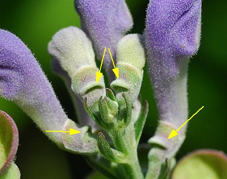 Scutellaria_incana_calyces.jpg