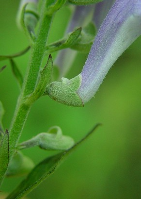 Scutellaria_incana_calyx.jpg