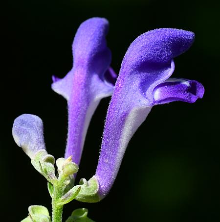 Scutellaria_incana_flowers.jpg