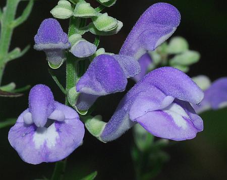 Scutellaria_incana_flowers1.jpg