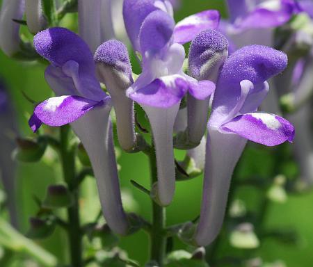 Scutellaria_incana_flowers2.jpg