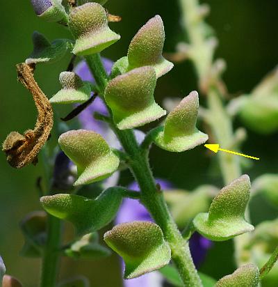 Scutellaria_incana_fruits.jpg