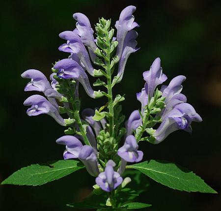 Scutellaria_incana_inflorescence.jpg