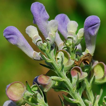 Scutellaria_incana_inflorescence2.jpg