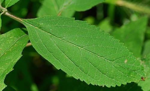 Scutellaria_incana_leaf1.jpg