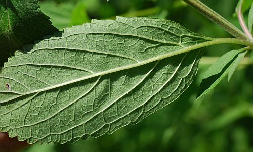 Scutellaria_incana_leaf2.jpg