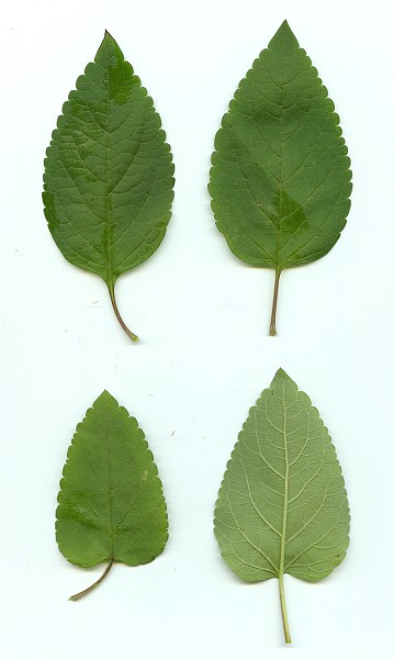 Scutellaria_incana_leaves.jpg