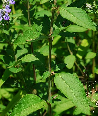 Scutellaria_incana_leaves1.jpg