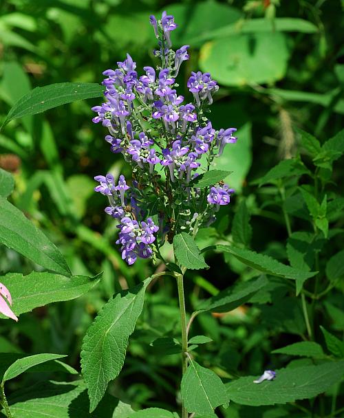 Scutellaria_incana_plant.jpg