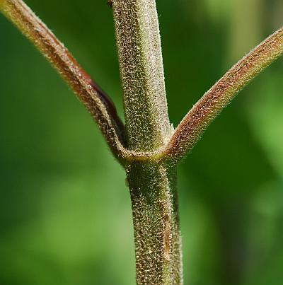 Scutellaria_incana_stem.jpg