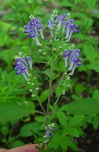 Scutellaria incana thumbnail