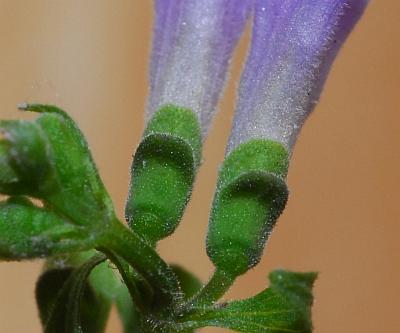 Scutellaria_lateriflora_calyces.jpg