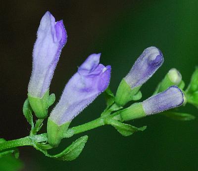 Scutellaria_lateriflora_flowers.jpg