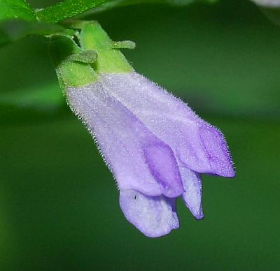 Scutellaria_lateriflora_flowers2.jpg