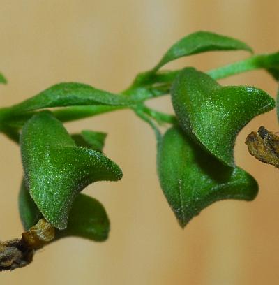 Scutellaria_lateriflora_fruits2.jpg