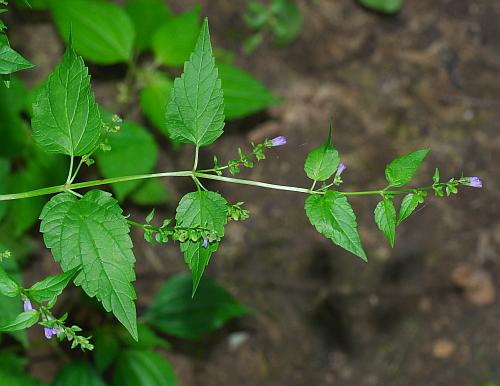 Scutellaria_lateriflora_habit.jpg