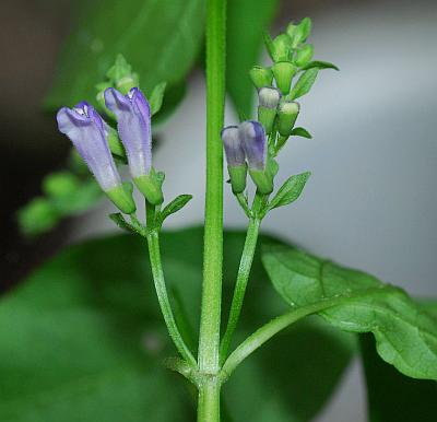 Scutellaria_lateriflora_inflorescence.jpg