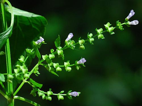 Scutellaria_lateriflora_infructescence.jpg