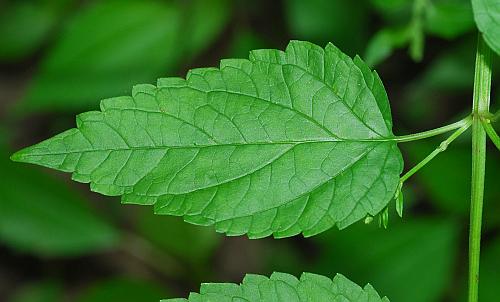 Scutellaria_lateriflora_leaf1.jpg