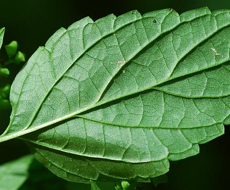 Scutellaria_lateriflora_leaf2.jpg