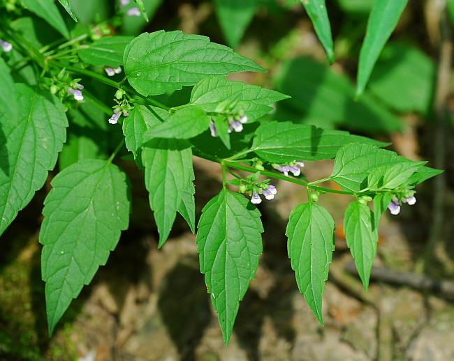 Scutellaria_lateriflora_plant.jpg