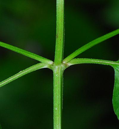 Scutellaria_lateriflora_stem.jpg