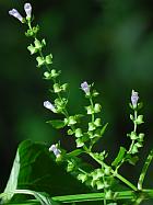 Scutellaria lateriflora thumbnail