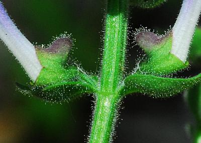 Scutellaria_ovata_calyces.jpg