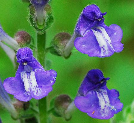 Scutellaria_ovata_corollas.jpg