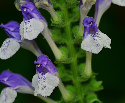 Scutellaria_ovata_corollas2.jpg