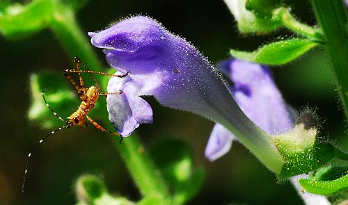 Scutellaria_ovata_flower.jpg