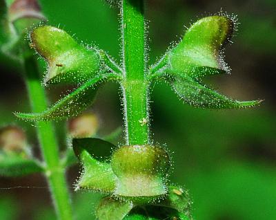 Scutellaria_ovata_fruits.jpg