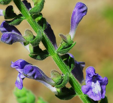 Scutellaria_ovata_inflorescence.jpg