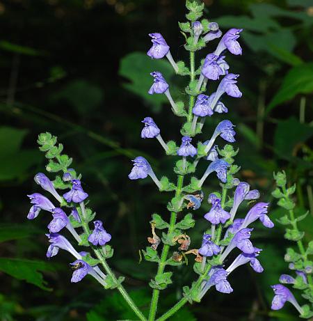 Scutellaria_ovata_inflorescence2.jpg