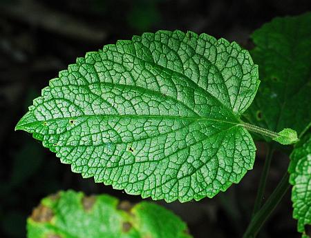Scutellaria_ovata_leaf1.jpg