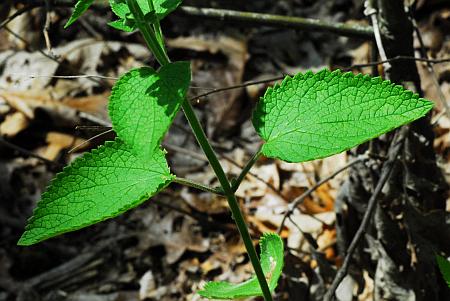 Scutellaria_ovata_leaves.jpg