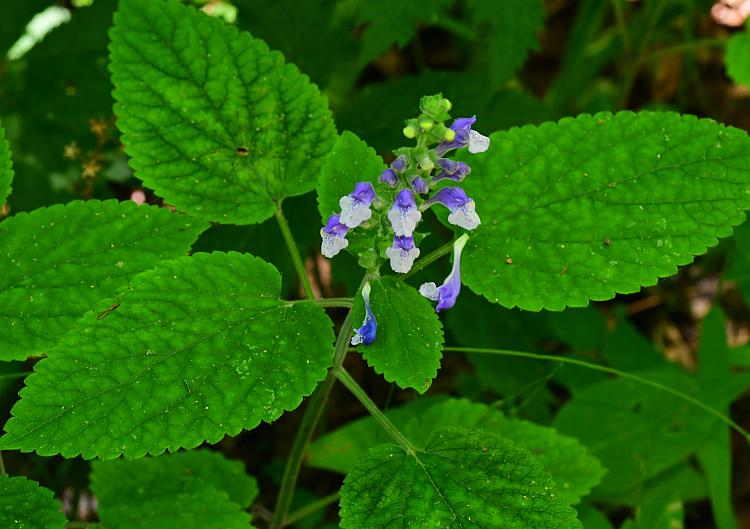 Scutellaria_ovata_plant.jpg