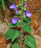 Scutellaria ovata thumbnail