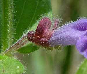 Scutellaria_parvula_calyx.jpg