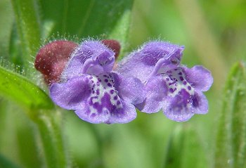 Scutellaria_parvula_flowers.jpg