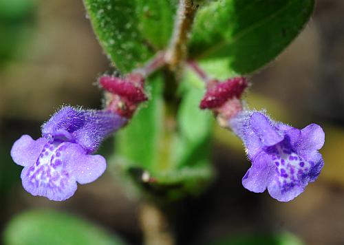 Scutellaria_parvula_flowers2.jpg