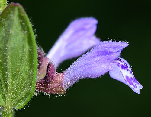 Scutellaria_parvula_flowers3.jpg