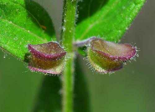 Scutellaria_parvula_fruits.jpg